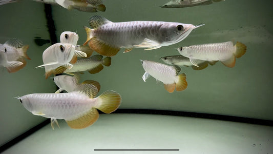 Golden Highback Arowana